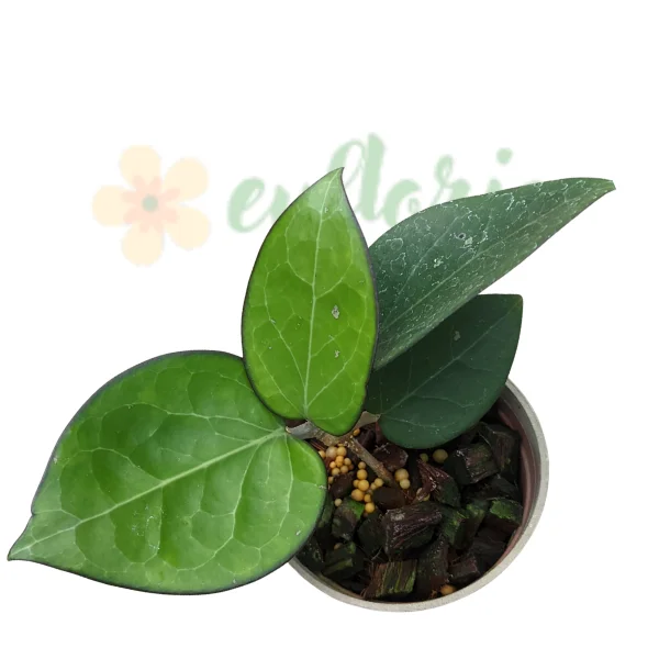 Hoya - Hoya vitellina HSL