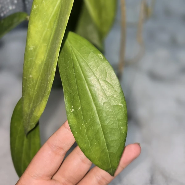 Hoya - Hoya cinnamomifolia