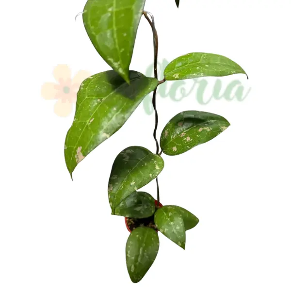 Hoya - Hoya AH 'Bird of Paradise'