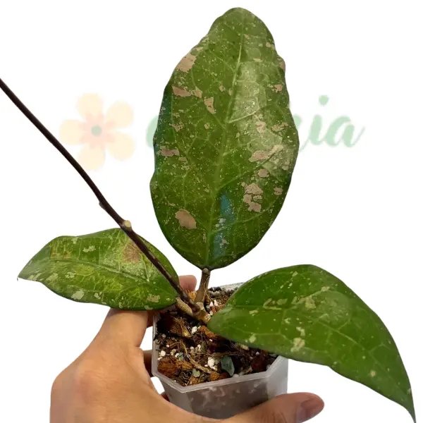 Hoya AH 'Bird of Paradise' [0]