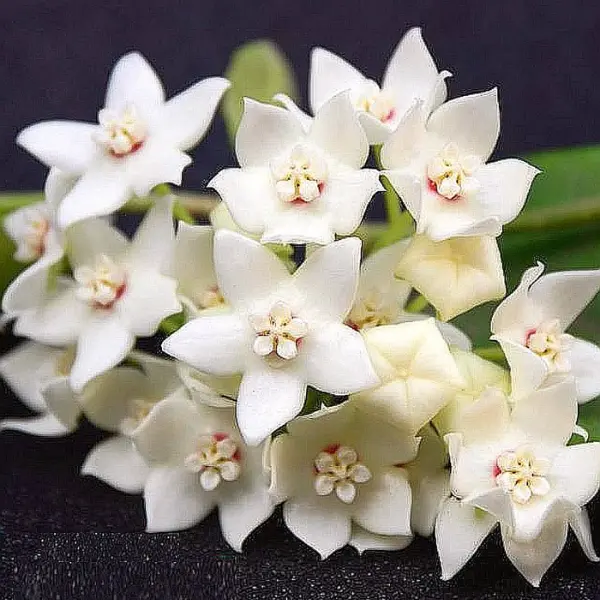 Hoya albiflora [1]