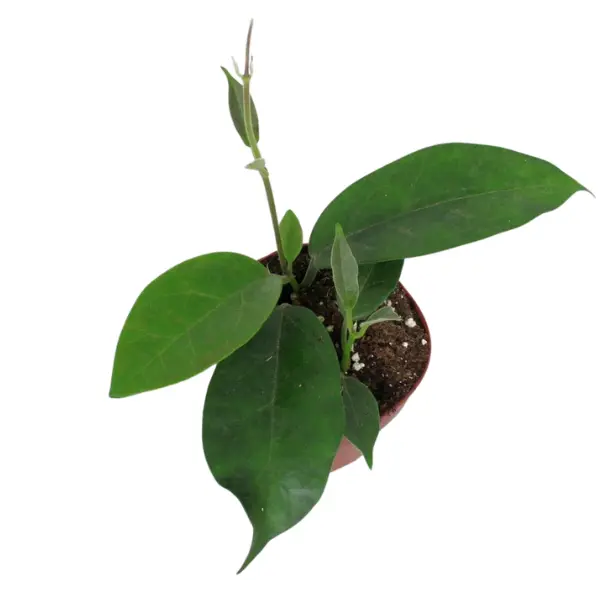 Rare plants - Hoya albiflora