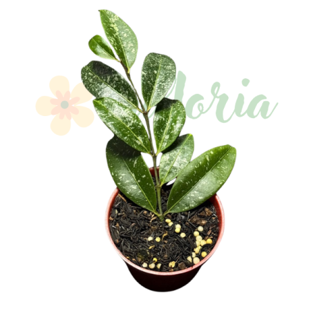 Precomandă - Hoya amicabilis Splash cu frunze verzi stropite cu argint