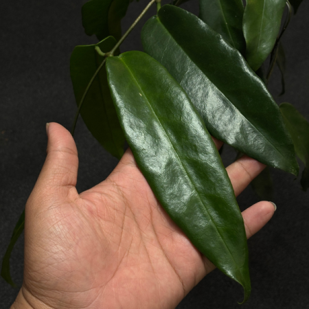 Precomandă - Hoya archboldiana cu flori campanulate uriase roz-visinii