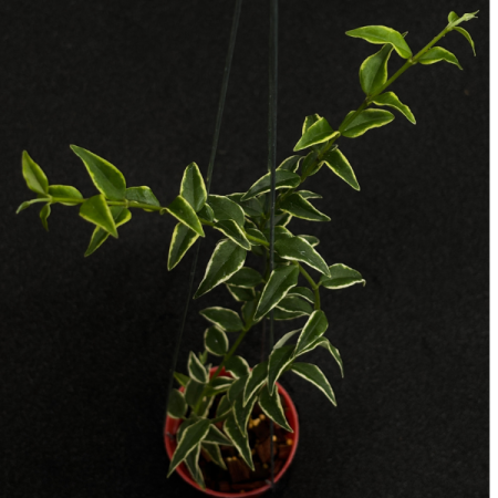 Precomandă - Hoya bella Albo cu frunze variegate alb-crem