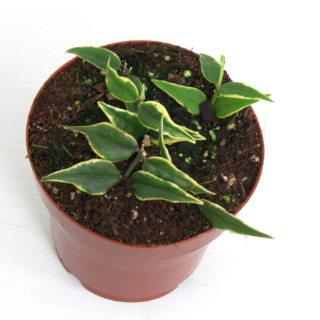 Hoya - Hoya bella Anneke Buis - plantă de interior cu frunziș ceros variegat cu margini alb-cremă