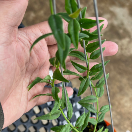 Precomandă - Hoya bella cu umbele de flori stelate albe cu centru visiniu