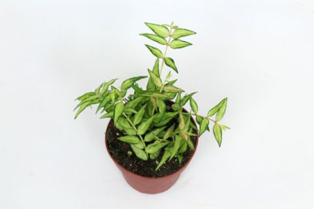 Hoya - Hoya bella Lida Buis - plantă de interior epifitică cu flori albe parfumate