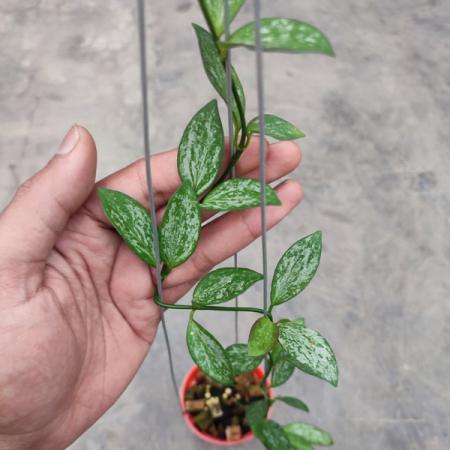 Precomandă - Hoya biakensis cu frunze eliptice lucioase verde intens