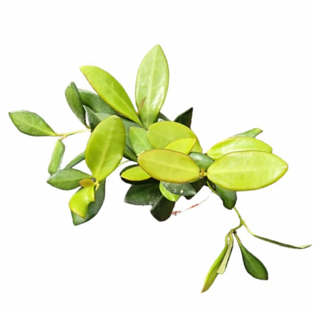 Hoya - Hoya bilobata