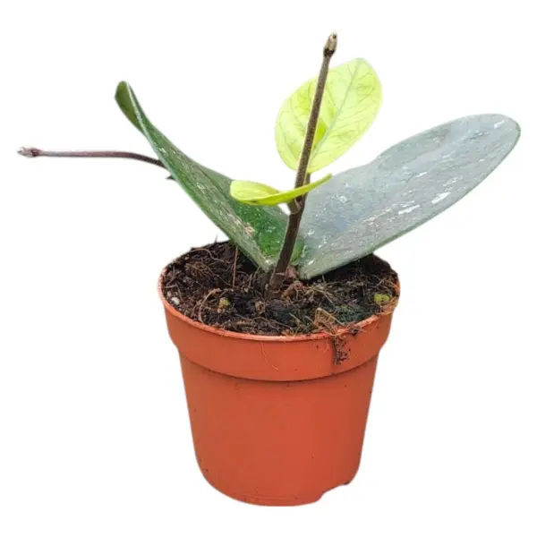 Hoya - Hoya bonii