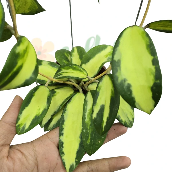 Hoya - Hoya acuta Variegata (verticillata)