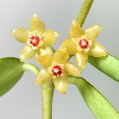 Hoya burmanica Long Leaves frunze alungite lance-liniare verzi-lucioase [1]