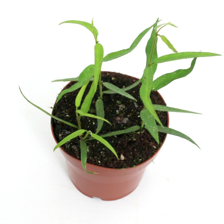 Hoya - Hoya burmanica Long Leaves - planta rara cu frunze alungite ceroase de culoare verde intens