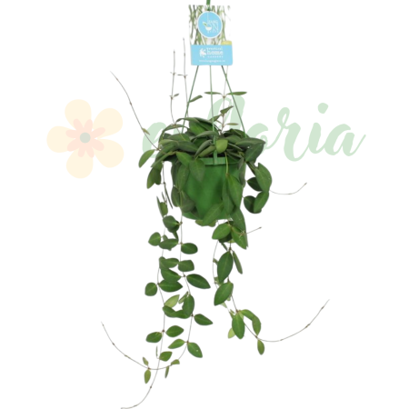 Hoya - Hoya burtoniae — plantă-ceară cu frunze mici catifelate verzi care se înroșesc la lumină și flori parfumate roșu-burgund