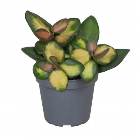 Hoya Burtoniae Variegata în ghiveci - frunze catifelate variegate [1]