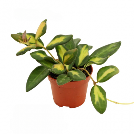 Hoya - Hoya Burtoniae Variegata în ghiveci - frunze catifelate variegate