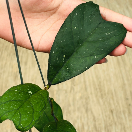Precomandă - Hoya Butterfly cu frunze in forma de fluture