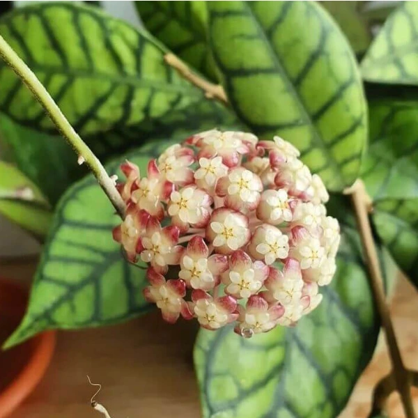 Hoya callistophylla [1]