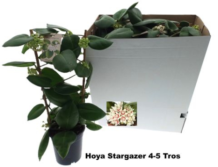 Hoya - Hoya calycina Stargazer - rare tropical plant with waxy leaves and fragrant star-shaped flowers