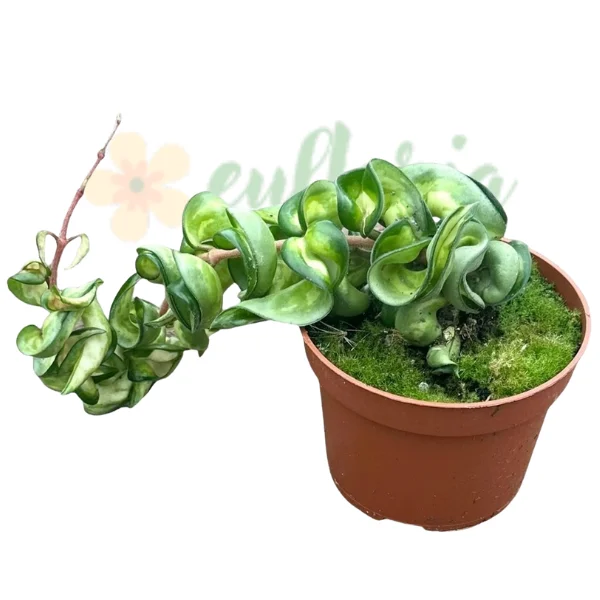 Hoya carnosa 'Compacta Mauna Loa' [1]