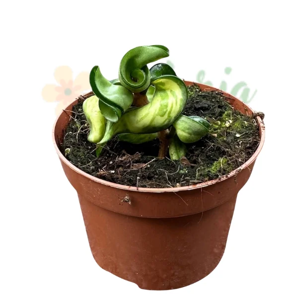 Hoya carnosa 'Compacta Mauna Loa'