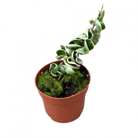 Plante speciale - Hoya carnosa 'Compacta Variegata'