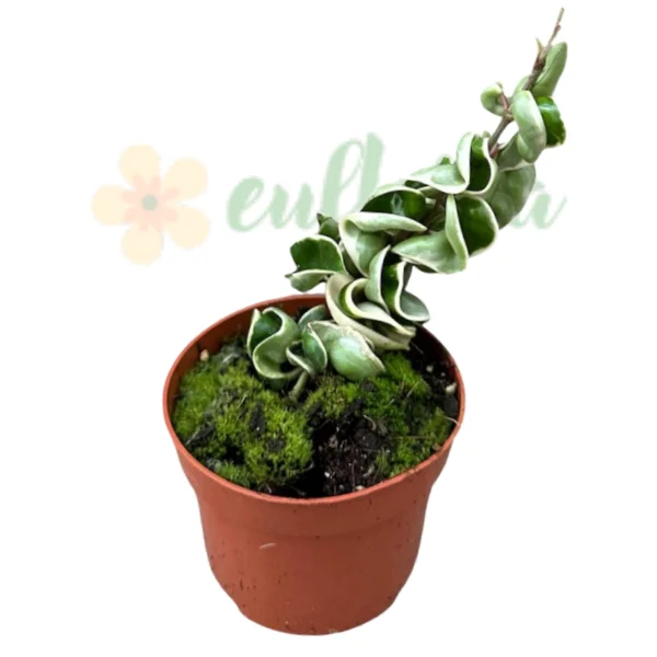 Plante speciale - Hoya carnosa 'Compacta Variegata'