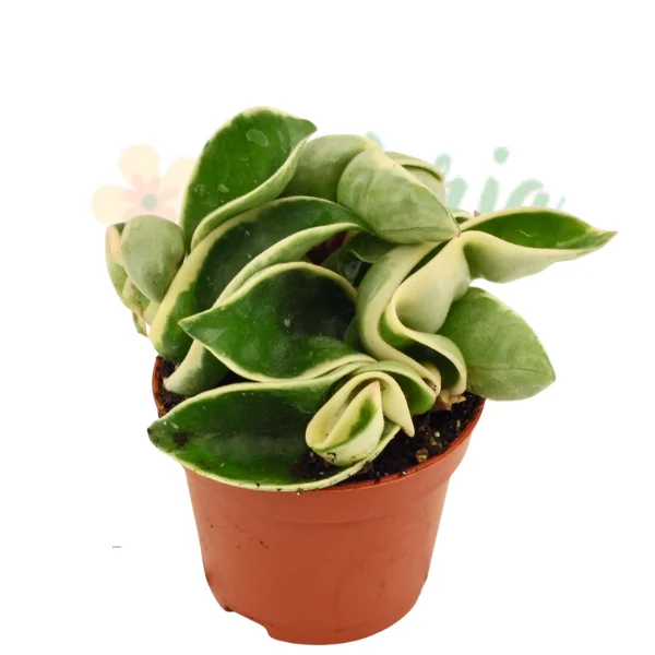 Plante speciale - Hoya carnosa 'Compacta Variegata'