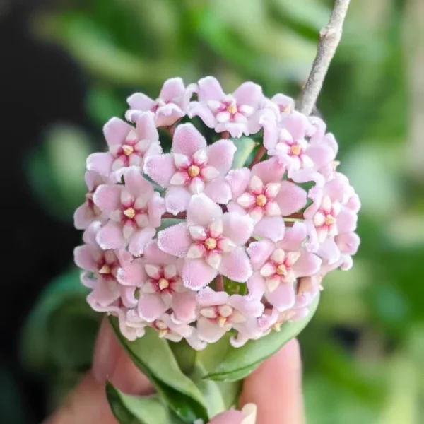 Hoya carnosa 'Compacta Variegata' [1]