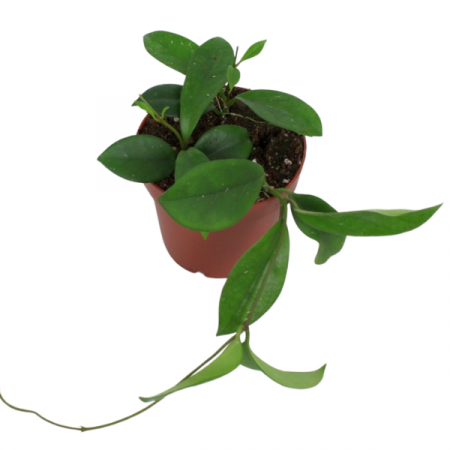 Plante speciale - Hoya carnosa 'Dee's Big One'