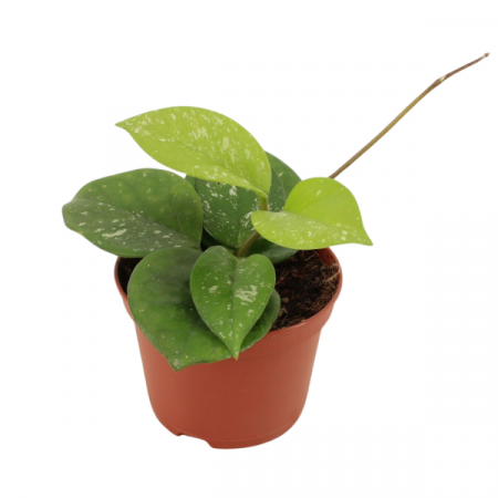 Hoya - Hoya Carnosa Freckles în ghiveci - frunze cu stropi argintii