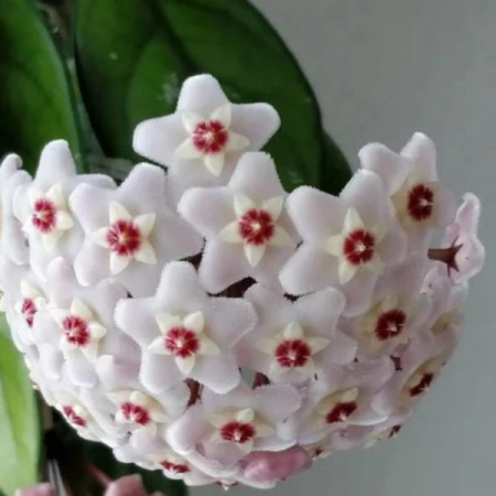 Hoya Carnosa Freckles în ghiveci - frunze cu stropi argintii [1]
