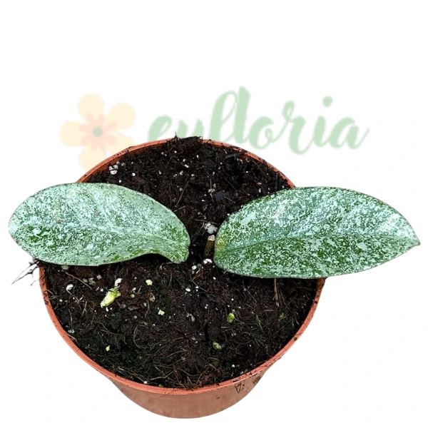 Hoya - Hoya «Grey Ghost» – Hoya argintie de colecție cu flori roz parfumate