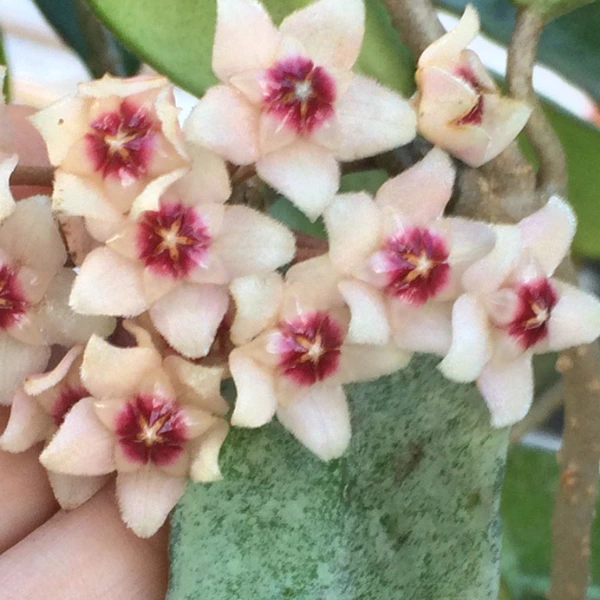 Hoya «Grey Ghost» – Hoya argintie de colecție cu flori roz parfumate [2]