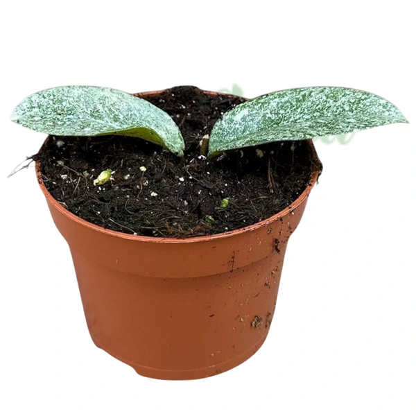 Hoya «Grey Ghost» – Hoya argintie de colecție cu flori roz parfumate [1]