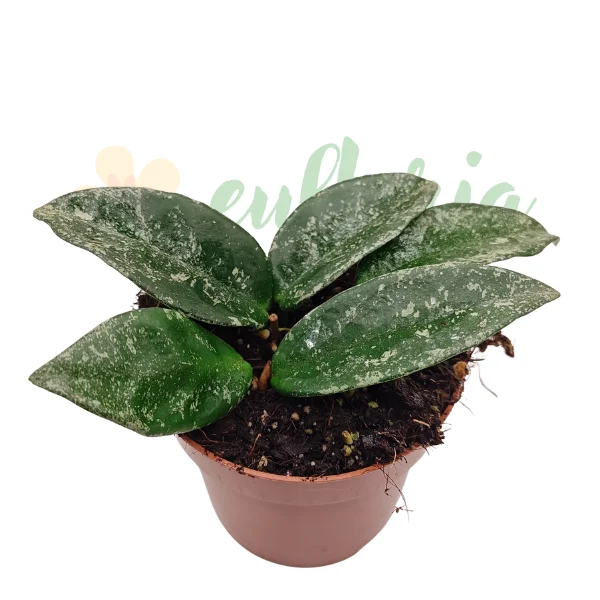 Plante de interior - Hoya «Grey Ghost» – Hoya argintie de colecție cu flori roz parfumate