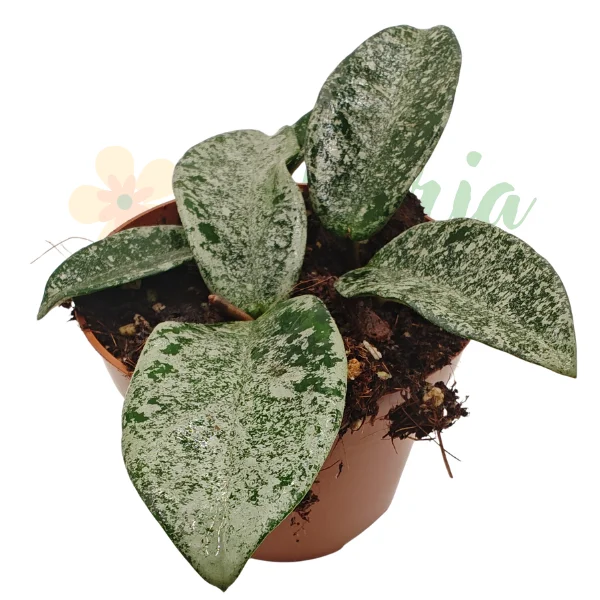 Hoya «Grey Ghost» – Hoya argintie de colecție cu flori roz parfumate [1]
