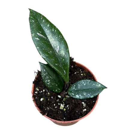 Hoya - Hoya Carnosa 'Stardust' în ghiveci – plantă de interior cu frunze cu puncte albe.