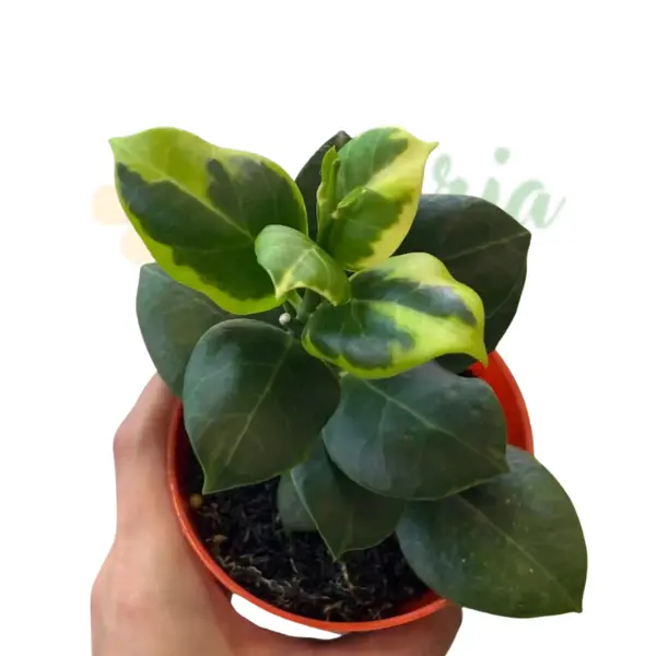 Preorder - Hoya obscura Albo