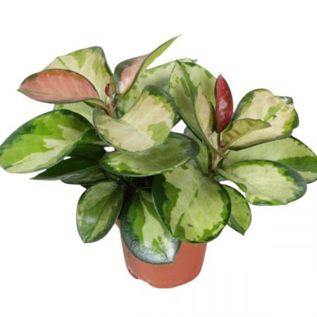 Hoya australis 'Lisa' [1]