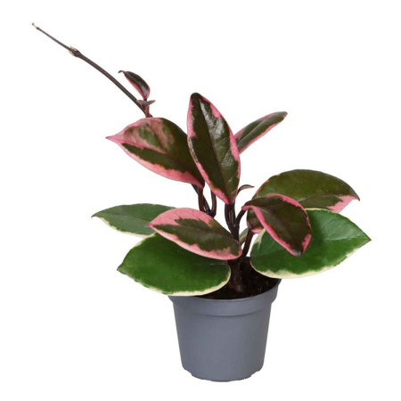 Plante de interior - Hoya 'Tricolor Flamingo Dream' — frunze cerate tricolore cu roz-flamingo, Eufloria