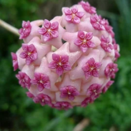 Hoya 'Tricolor Flamingo Dream' — frunze cerate tricolore cu roz-flamingo, Eufloria [2]