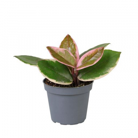 Hoya Tricolor Flamingo în ghiveci – frunze roz, crem și verzi [1]