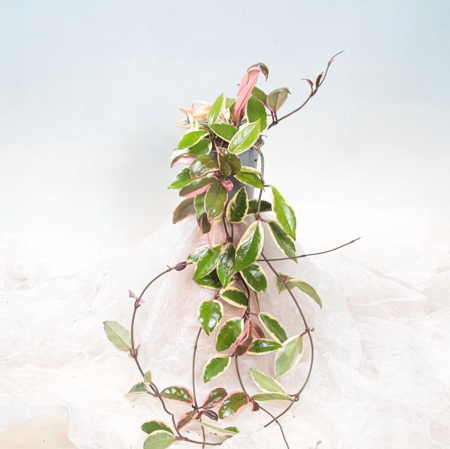 Hoya 'Tricolor Flamingo Dream' — frunze cerate tricolore cu roz-flamingo, Eufloria [0]