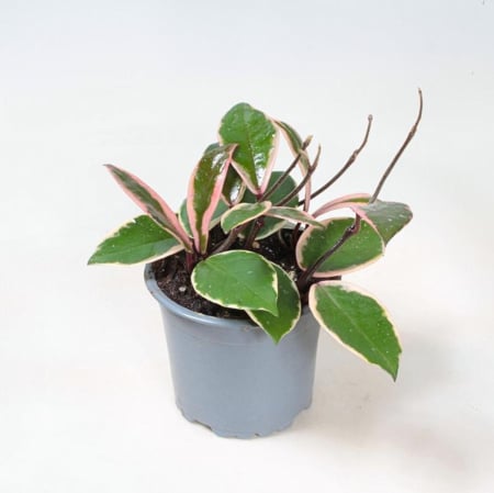 Hoya - Hoya 'Tricolor Flamingo Dream' — frunze cerate tricolore cu roz-flamingo, Eufloria