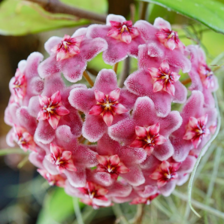Hoya carnosa 'Tricolor Narrow Leaf' D9 [1]