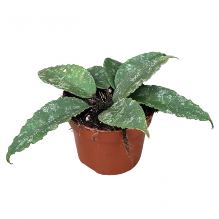 Hoya - Hoya caudata