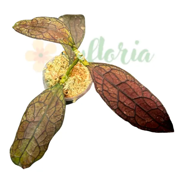 Plante speciale - Hoya clemensiorum 'Red Aceh'