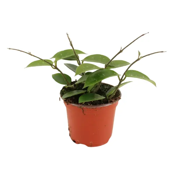 Hoya - Hoya Chouke în ghiveci – frunze groase cu margini ondulate